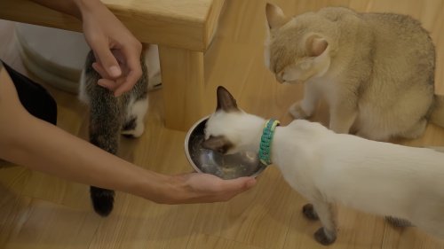 猫咪寄养宠物店怎么收费
