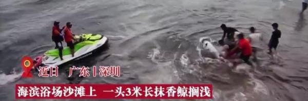 3米长！深圳海滩现抹香鲸，两次搁浅后死亡，背后或是悲剧故事