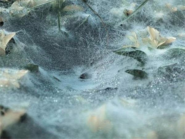 蜘蛛网有几种不同样式?