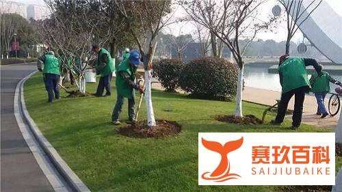 绿化苗木移栽时可以不用进行树木修剪对吗