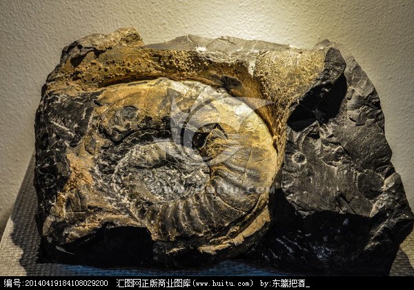 鹦鹉螺是什么样的化石？有没有收藏价值？