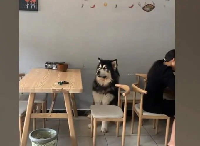 狗子看到店主宰羊吓出表情包,它这是在害怕吗?