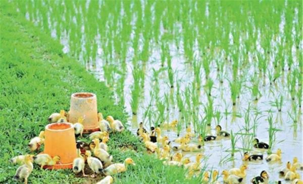 “稻鸭农法”1亩地20只鸭子,“除”草能力有多强?颠覆您的认知