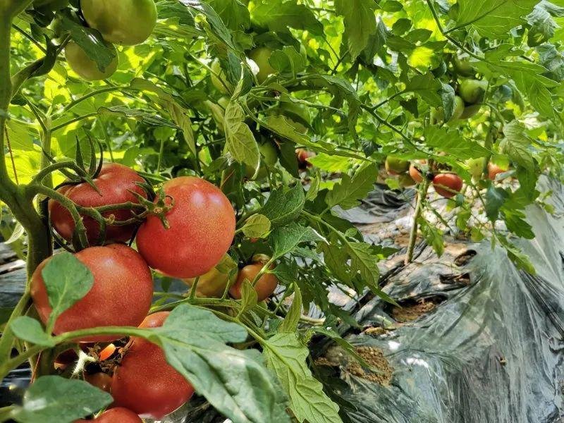 蔬菜比肉贵!10月全国蔬菜价格环比上涨16%,是什么原因造成的?