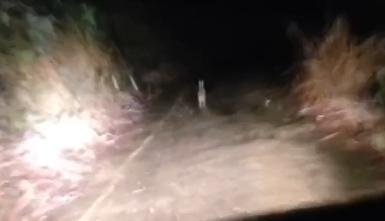 女子除夕夜去山庙祈福遇兔子带路 网友：玉兔领路发家致富