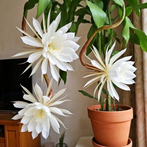 家里养昙花吉不吉利