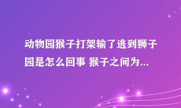 动物园猴子打架输了逃到狮子园是怎么回事 猴子之间为什么会打架