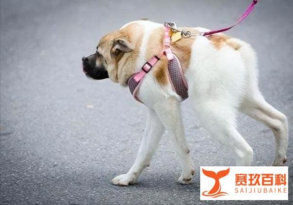 钟楼怪人——“卡西莫多犬”，浑身是病，养过的都后悔！