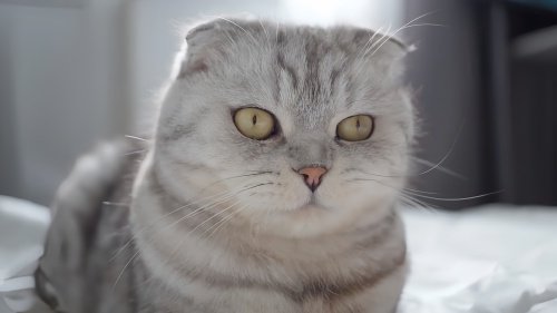 猫会说话是怎么回事
