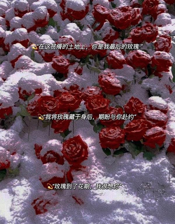 18.有关玫瑰的高级浪漫文案
