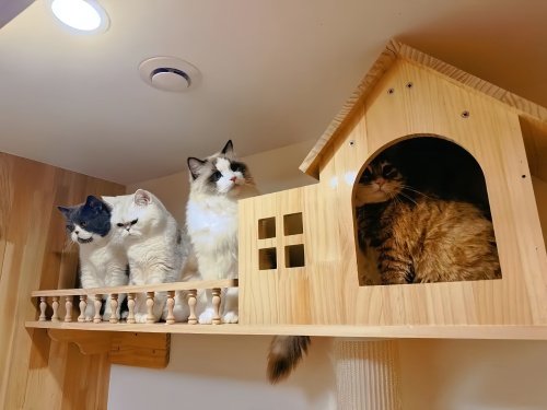 猫咪寄养宠物店怎么收费