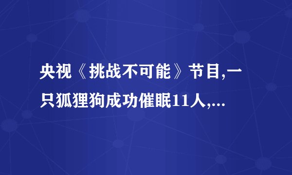 央视《挑战不可能》节目,一只狐狸狗成功催眠11人,这是什么