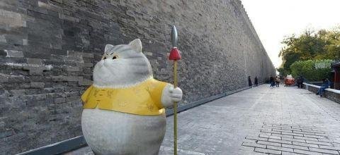 故宫现巨型御猫，吸引众多游客驻足撸猫合影
