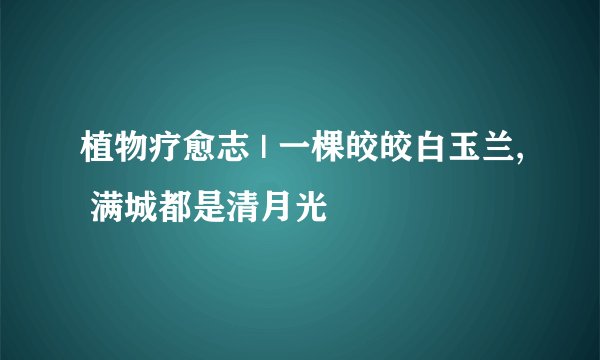 植物疗愈志 | 一棵皎皎白玉兰, 满城都是清月光