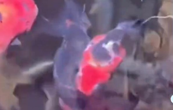 电插排不小心掉进鱼缸,26条金鱼被煮熟,造成的损失有多严重?