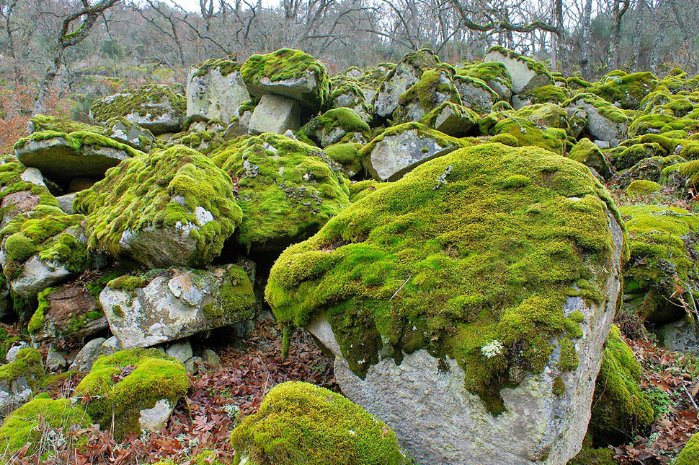 苔藓怎么念
