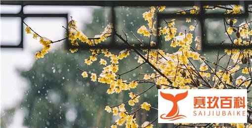 立春后下雪民间的说法:具体有什么说法?有什么寓意?