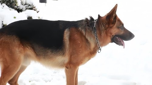 冈瑟四世牧羊犬多少钱一只