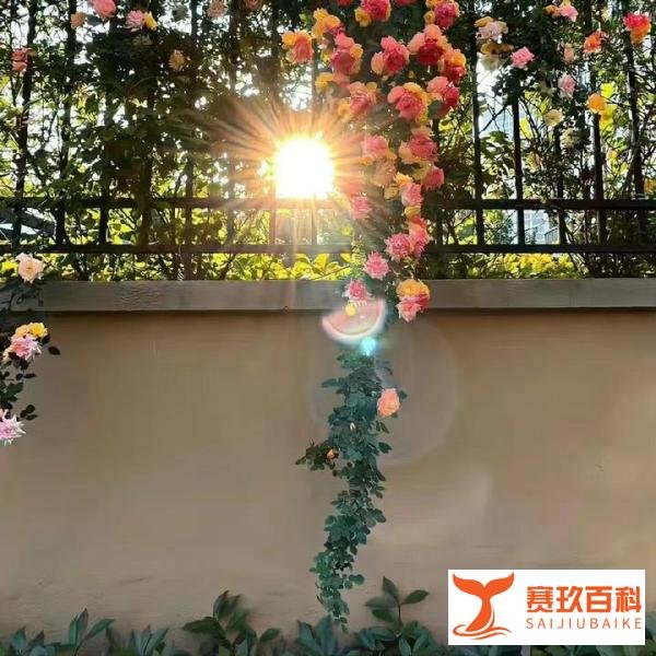 阳光心态，积极进取——大学生的生活与学习之道