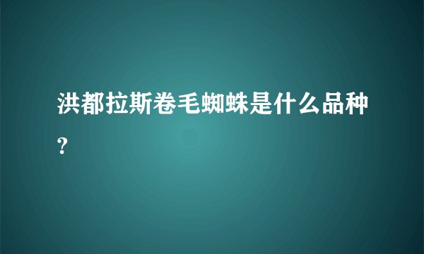 洪都拉斯卷毛蜘蛛是什么品种?