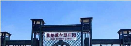 沈阳紫烟薰衣草庄园旅游怎么样