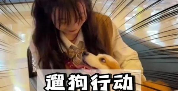 从大学生“以证换狗”的走红，谈“职业伴宠师”的生财之道
