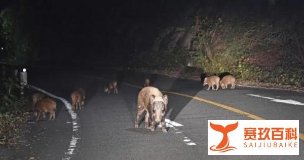日本福岛出现放射性杂交野猪