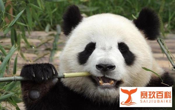 政事堂：旅美大熊猫丫丫瘦成皮包骨，在美国的它究竟经历了什么？