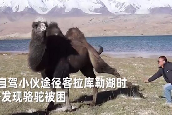 骆驼铁丝缠脚被解救长鸣感谢，为何说动物其实是有感情的？