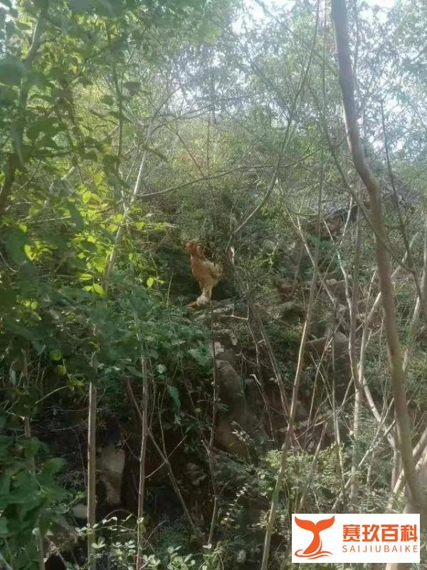 北京油鸡“中华宫廷黄鸡”——探访河北龙畅农业科技有限公司