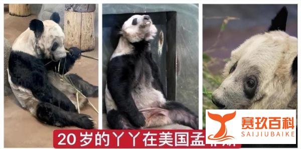 大熊猫丫丫回国仍在等美国审批,难道美国只准备还给我们遗体吗?