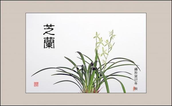 “芝兰玉树”什么意思？
