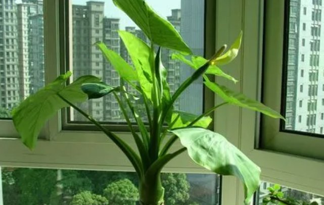 植物的现代诗简短10首