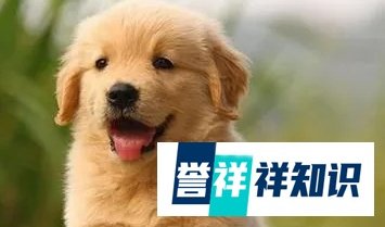 国家为什么禁养金毛