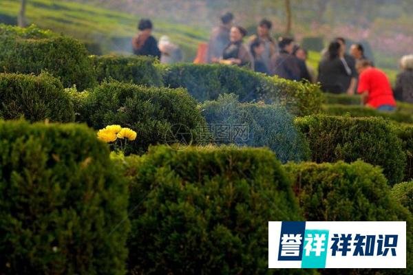 男子扫墓后发烧竟因吸入霉菌:咳嗽不止、胸痛发烧。