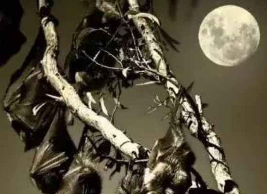 宇宙中十大恐怖生物都有哪些?