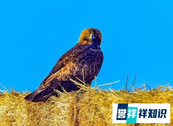 四川瓦屋山首次发现猛禽之王，有金色的冠羽