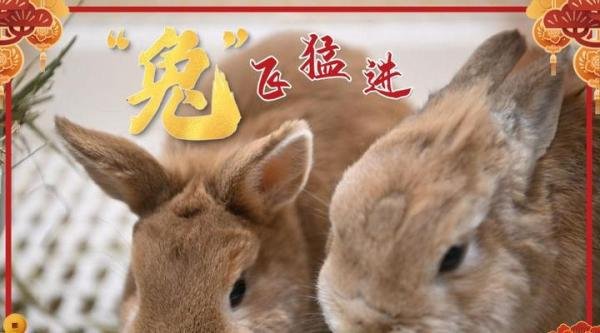 女子除夕夜去山庙祈福遇兔子带路 网友:玉兔领路发家致富