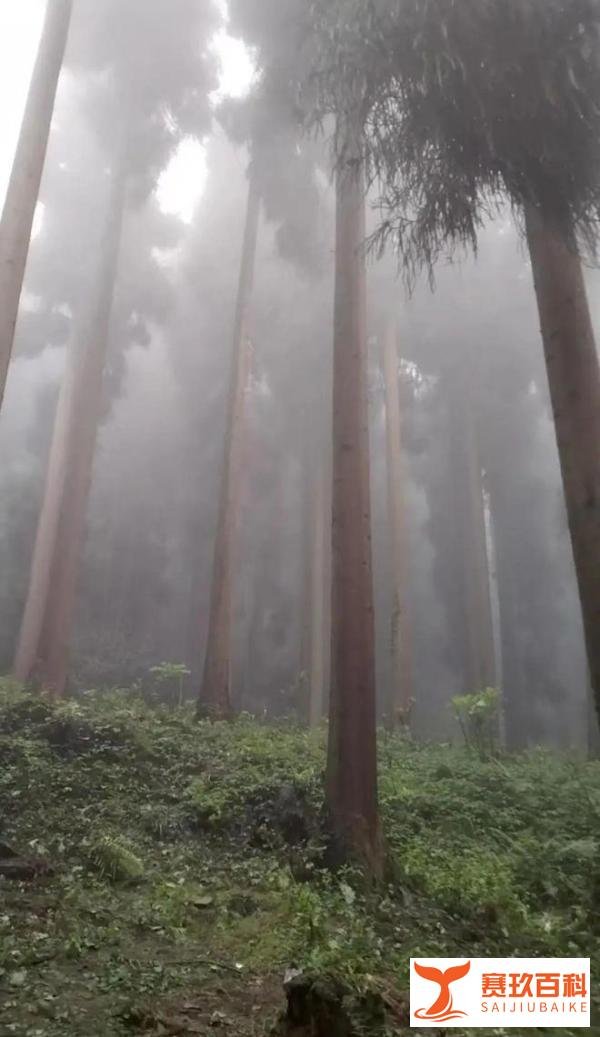 四川一林场发现3名死者,3人从外地到达,在林场深处服毒自杀