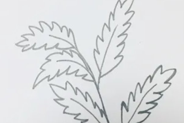 艾叶简笔画