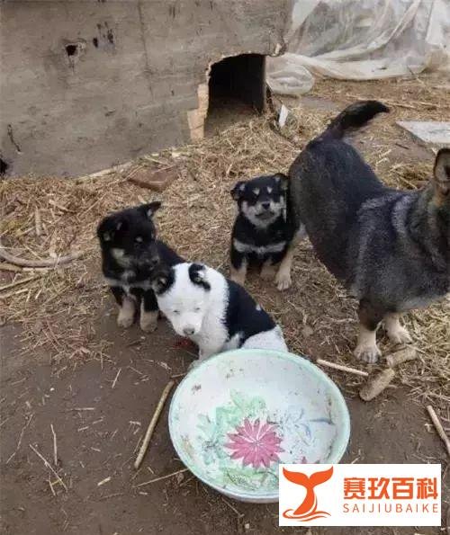 狗狗从1块身价飙到10万,背后的故事...