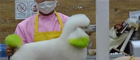 没基础学宠物美容技术难不难呢?