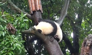 大熊猫宝宝和饲养员吵架全过程,他们是因为什么吵架的