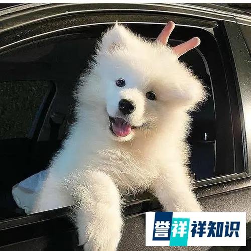 菲顿宠物:狗狗哮喘病的症状及防治方法