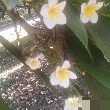 来了天使们都市篇女演员