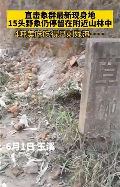 象群最新现身地:4吨美味只剩残渣 这是咋情况？