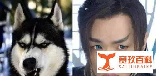 狗狗从1块身价飙到10万,背后的故事...