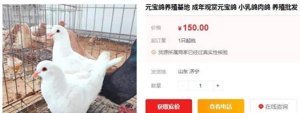 比养鸡鸭鹅暴利,利润30元一只,一年能挣60w!