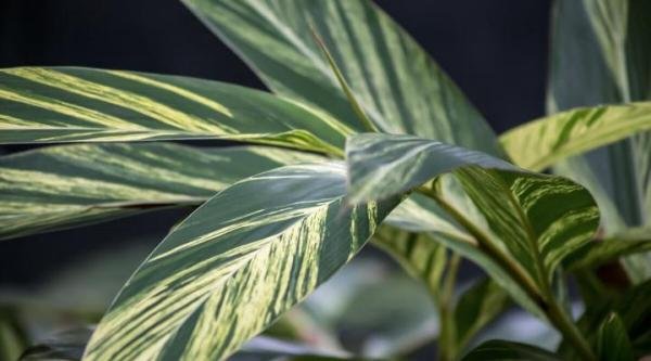 30种耐阴植物室内盆景，耐阴的家养植物