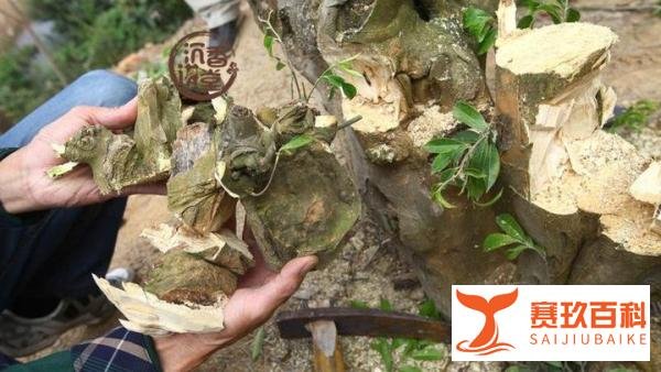沉香树一般几年成材?大概多少钱一棵?又是如何采香?